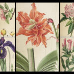 1816 HERBAL by Mordant Launay | Amateur Gardening Botany FLOWERS Plants 5v