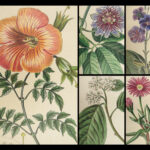 1816 HERBAL by Mordant Launay | Amateur Gardening Botany FLOWERS Plants 5v