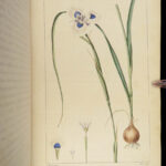 1816 HERBAL by Mordant Launay | Amateur Gardening Botany FLOWERS Plants 5v