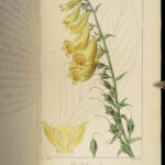 1816 HERBAL by Mordant Launay | Amateur Gardening Botany FLOWERS Plants 5v