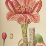1816 HERBAL by Mordant Launay | Amateur Gardening Botany FLOWERS Plants 5v