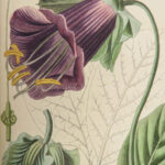 1816 HERBAL by Mordant Launay | Amateur Gardening Botany FLOWERS Plants 5v
