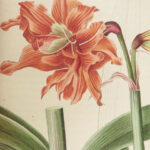 1816 HERBAL by Mordant Launay | Amateur Gardening Botany FLOWERS Plants 5v
