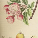 1816 HERBAL by Mordant Launay | Amateur Gardening Botany FLOWERS Plants 5v