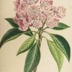 1816 HERBAL by Mordant Launay | Amateur Gardening Botany FLOWERS Plants 5v
