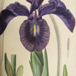 1816 HERBAL by Mordant Launay | Amateur Gardening Botany FLOWERS Plants 5v