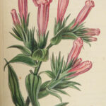 1816 HERBAL by Mordant Launay | Amateur Gardening Botany FLOWERS Plants 5v