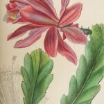 1816 HERBAL by Mordant Launay | Amateur Gardening Botany FLOWERS Plants 5v