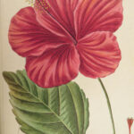1816 HERBAL by Mordant Launay | Amateur Gardening Botany FLOWERS Plants 5v