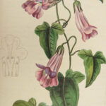 1816 HERBAL by Mordant Launay | Amateur Gardening Botany FLOWERS Plants 5v