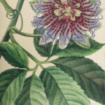 1816 HERBAL by Mordant Launay | Amateur Gardening Botany FLOWERS Plants 5v