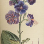 1816 HERBAL by Mordant Launay | Amateur Gardening Botany FLOWERS Plants 5v