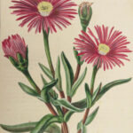 1816 HERBAL by Mordant Launay | Amateur Gardening Botany FLOWERS Plants 5v