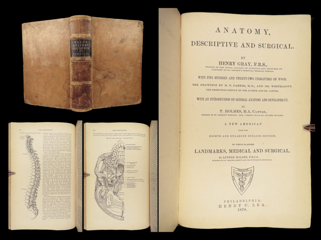 1878 gray’s anatomy surgery illustrated medicine physician cardiology neurology | <strong>“<u>the most comprehensive and detailed textbook on human anatomy! </u>”</strong>   few works go through as many editions as henry gray’s ‘<em>anatomy</em>. ’   during the early 20<sup>th</sup>-century, there was a boom in medical understanding and knowledge. This book was a critical component in that boom, thus the reason for dozens more editions being printed!   according to ‘<em>heirs of hippocrates</em>’, “gray’s ‘anatomy’ still remains a standard textbook, and much of the original text and many of the superb anatomical illustrations have been retained throughout the successive editions…[a work that] must be compared to the ‘fabrica’ of vesalius. ” <strong> </strong> <strong>this edition features over 500 woodcut engravings. Impressive! </strong> <em> </em> item number: #28200 price: $950