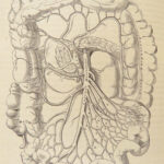 1878 GRAY’S ANATOMY Surgery Illustrated Medicine Physician Cardiology Neurology