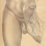 1855 Surgical ANATOMY by Joseph Maclise | Illustrated Medicine FOLIO Atlas