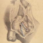 1855 Surgical ANATOMY by Joseph Maclise | Illustrated Medicine FOLIO Atlas