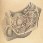 1855 Surgical ANATOMY by Joseph Maclise | Illustrated Medicine FOLIO Atlas