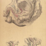 1855 Surgical ANATOMY by Joseph Maclise | Illustrated Medicine FOLIO Atlas