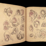 1855 Surgical ANATOMY by Joseph Maclise | Illustrated Medicine FOLIO Atlas