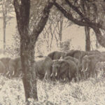 1925 Works of Theodore Roosevelt Hunting African Game Trails Brazil 6v SET