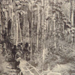 1925 Works of Theodore Roosevelt Hunting African Game Trails Brazil 6v SET