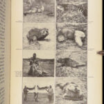 1910 Theodore Roosevelt 1st ed African Game Trails Illustrated HUNTING Sporting