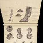 1868 Rural Life by Sherer | Agriculture Hunting Farming Illustrated Dogs & Horses 5v