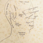 1861 ENORMOUS Human Anatomy Atlas NERVOUS System Nerves Elephant FOLIO Flower