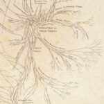 1861 ENORMOUS Human Anatomy Atlas NERVOUS System Nerves Elephant FOLIO Flower
