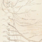 1861 ENORMOUS Human Anatomy Atlas NERVOUS System Nerves Elephant FOLIO Flower