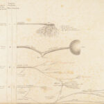 1861 ENORMOUS Human Anatomy Atlas NERVOUS System Nerves Elephant FOLIO Flower