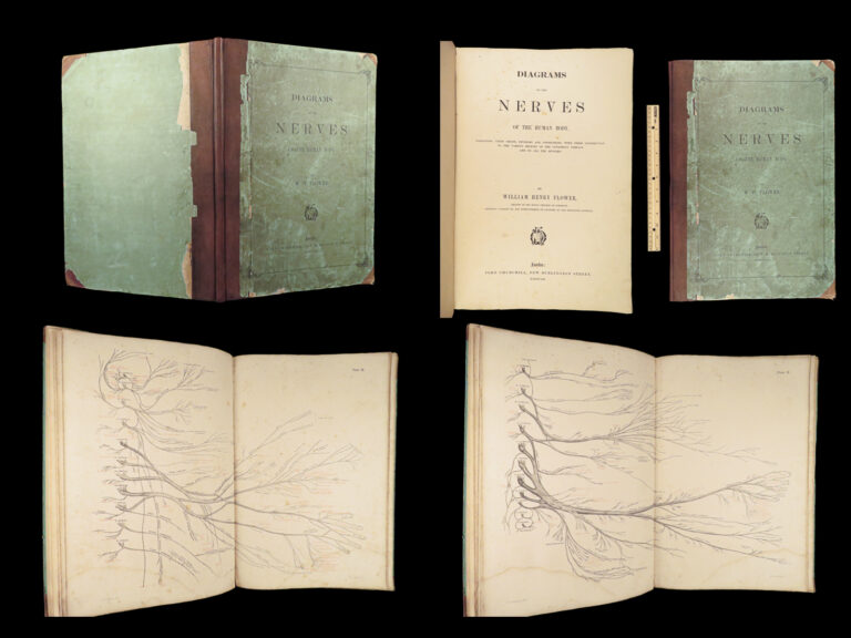Image of 1861 ENORMOUS Human Anatomy Atlas NERVOUS System Nerves Elephant FOLIO Flower