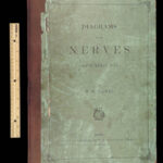 1861 ENORMOUS Human Anatomy Atlas NERVOUS System Nerves Elephant FOLIO Flower