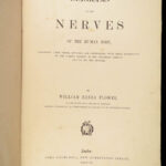 1861 ENORMOUS Human Anatomy Atlas NERVOUS System Nerves Elephant FOLIO Flower