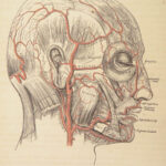 1862 Henry Gray’s Anatomy | USA Hospital Dept CIVIL WAR Issue 2nd American ed