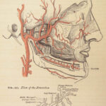 1862 Henry Gray’s Anatomy | USA Hospital Dept CIVIL WAR Issue 2nd American ed