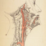 1862 Henry Gray’s Anatomy | USA Hospital Dept CIVIL WAR Issue 2nd American ed