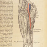 1862 Henry Gray’s Anatomy | USA Hospital Dept CIVIL WAR Issue 2nd American ed