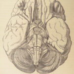 1862 Henry Gray’s Anatomy | USA Hospital Dept CIVIL WAR Issue 2nd American ed