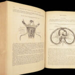 1862 Henry Gray’s Anatomy | USA Hospital Dept CIVIL WAR Issue 2nd American ed