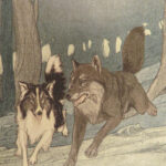 1906 White Fang by Jack London 1st edition | Illustrated Native American Indians