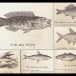 1836 FISHING 1st ed British Fish by Yarrell | Illustrated w/ 400 Woodcuts 2v SET