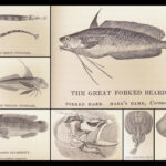 1836 FISHING 1st ed British Fish by Yarrell | Illustrated w/ 400 Woodcuts 2v SET
