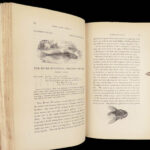 1836 FISHING 1st ed British Fish by Yarrell | Illustrated w/ 400 Woodcuts 2v SET