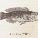 1836 FISHING 1st ed British Fish by Yarrell | Illustrated w/ 400 Woodcuts 2v SET