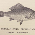 1836 FISHING 1st ed British Fish by Yarrell | Illustrated w/ 400 Woodcuts 2v SET