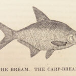 1836 FISHING 1st ed British Fish by Yarrell | Illustrated w/ 400 Woodcuts 2v SET