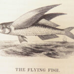 1836 FISHING 1st ed British Fish by Yarrell | Illustrated w/ 400 Woodcuts 2v SET