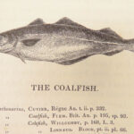 1836 FISHING 1st ed British Fish by Yarrell | Illustrated w/ 400 Woodcuts 2v SET